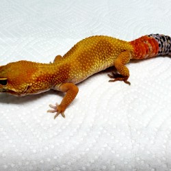 This beautiful leopard gecko was added to our education program to show just how different geckos can be from one another.