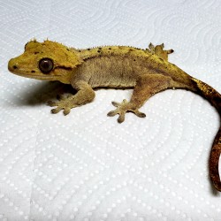 Littlefoot is a female crested gecko that was surrendered in early 2019 after her owners were moving far away and couldn’t take her with them.