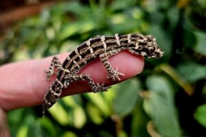 This very cute little viper gecko is about 4 years old and actually full grown! He is a pretty calm little gecko but would most likely not be suitable for young children as he is kind of delicate! $100