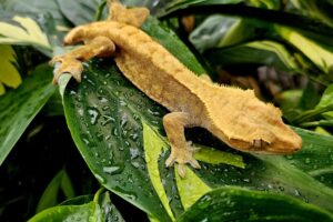 This roughly 4 year old crested gecko male needs a new home! They are one of the easiest reptiles to keep and are great for beginners! $50