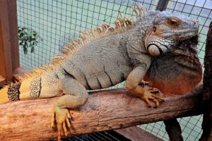 This absolutely beautiful iguana is about 4 feet long and does have a bit of an attitude. He is more of a display animal unless someone has the time to put in to him to make him a little more social. $200