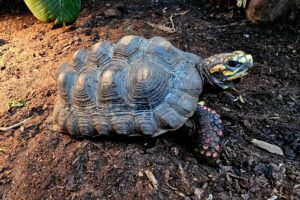 This little red foot tortoise is roughly 5 years old and still has some growing to do! These can live up to and over 60 years. $500