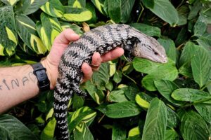 This blue tongue skink is NOT a beginner pet and does have a bit of an attitude. He will calm down nicely once he is used to being handled. He is roughly 6 years old. $450