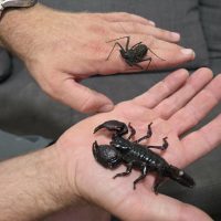 arachnids