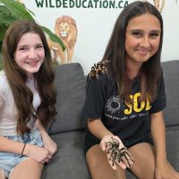 tarantulas